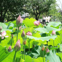 悠久のときを超えて大賀ハス