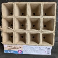 浸し豆紙のポットに二つずつ