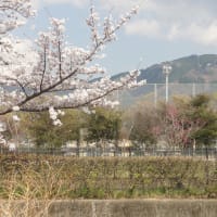 2025（令和７）年04月07日春