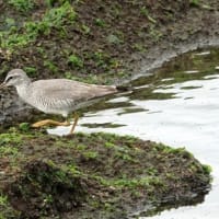 05/10探鳥記録写真-2:遠賀川河口の鳥たち（キアシシギ三昧、）