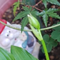 梅雨のひと休み。擬宝珠(ギボウシ)は