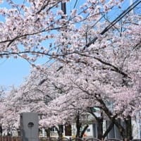 姫路市 手柄山平和公園 桜 '25