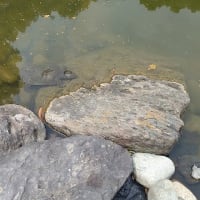 6月のウォーキング教室