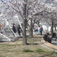 一昨日の桜