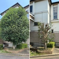 大きくなりすぎたキンモクセイの枝おろし作業｜生長の早い金木犀はこのタイミングでスッキリ剪定！