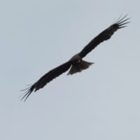 越谷の空