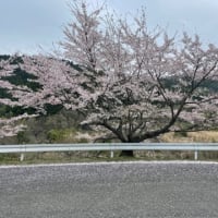 桜巡りの一週間　日曜日　山の桜