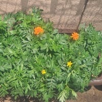 夏花日記　7