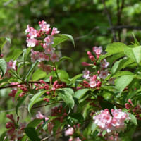 林道で  タニウツギの花