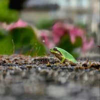 7月6日日曜日　