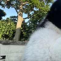 初抱っこ散歩