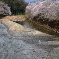 ２０２４年和束の桜