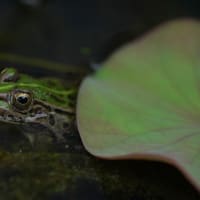 トノサマガエル