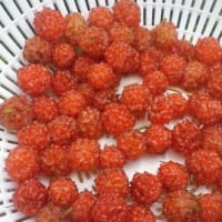 楮(こうぞ)の甘い実を収穫