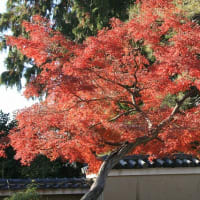 06/30奈良京都への旅-18（京都：建仁寺の紅葉、）