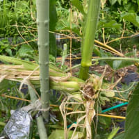 山羊〜雨降りは除草隊の仕事は休み〜