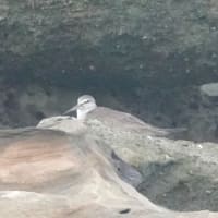 08/06探鳥記録写真：狩尾岬の鳥たち（キアシシギ、イソシギ、）