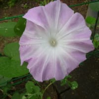 真夏の暑さでも。。。