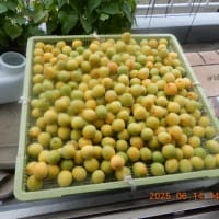 備蓄米　買えました