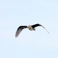 06/18探鳥記録写真：サギヤマの模様②（ゴイサギ、ホシゴイ、アマサギ、チュウダイサギ、）