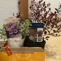 植え替えシーズン到来