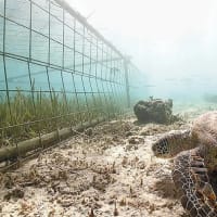 独酌酔言：捕食者がいなくなると「害獣」になってしまうという自然の摂理、地球はたった一つの生態系