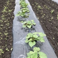 芋類が順調に成長