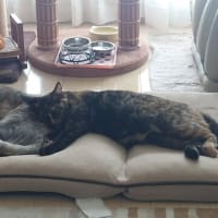 チャビとおしるこ