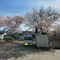2021.04.02（金）　育心寮の桜