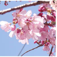 【日記】桜が咲いてきました