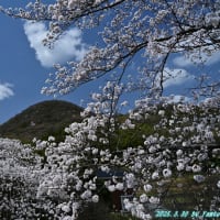 2025桜めぐり