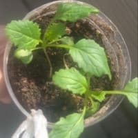 カブの種まき　‘25春