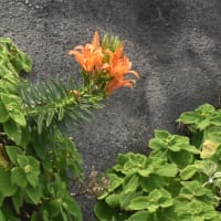いすみ市の太東岬