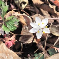 我が家のバイカオウレン開花