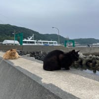 離島100巡り　39/100  相島（福岡県新宮町）