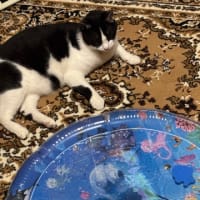 猫用ペットウォーターベッド😿