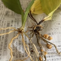 エビネ　ズポ抜け