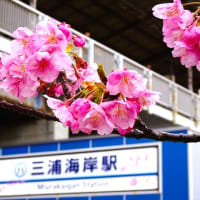 「河津桜」／三浦海岸