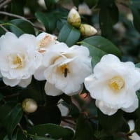 白い椿園芸品種