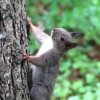 エゾリスさんの子供、ジョン（北海道沙流郡日高町　山日高）