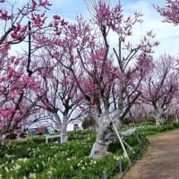 和泉リサイクル環境公園の梅と水仙（２０２５年３月８日）動画