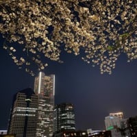 横浜で花見