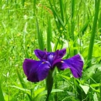 菖蒲も咲き始めました