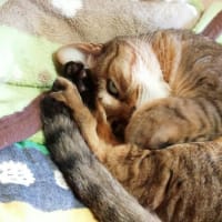 本日のコジマさん、コバヤシさん