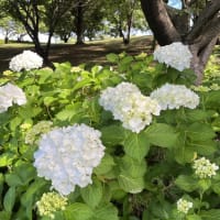 (⁎ᵕᴗᵕ⁎)6月