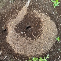 オサンポ walk - 昆虫insect : アリのまる Ants' circle