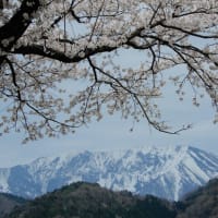 鳥取桜めぐり2025
