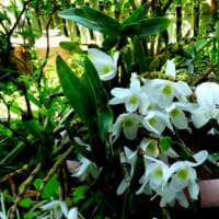 着生植物/セッコク