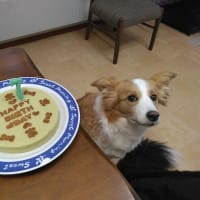 ネージュ誕生日