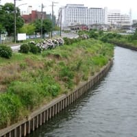 2025　空梅雨　俣野別邸庭園+α